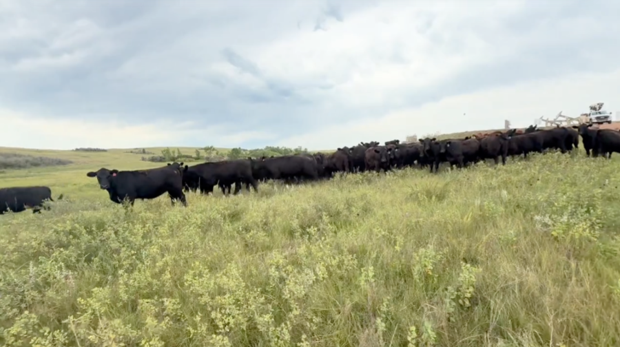 80 Head of Black and Black Baldy Heifers- BH827B5